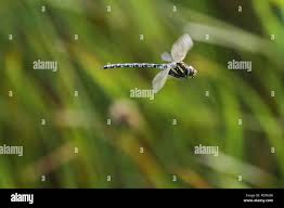 Attēlu rezultāti vaicājumam “Aeshna juncea male”