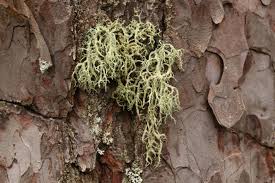 Attēlu rezultāti vaicājumam “Evernia mesomorpha”