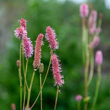 Attēlu rezultāti vaicājumam “Sanguisorba officinalis flower”