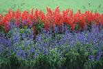 salvia pronunciation