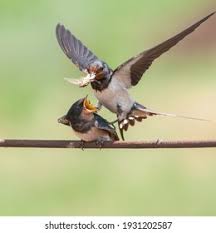 Attēlu rezultāti vaicājumam “Hirundo rustica adult”