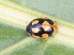 Attēlu rezultāti vaicājumam “Coccinella hieroglyphica”