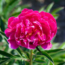 Attēlu rezultāti vaicājumam “Paeonia lactiflora flower”