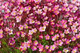 Image result for Steinbrech