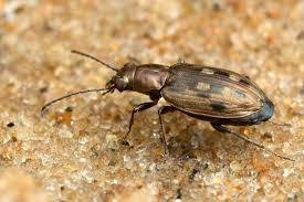 Attēlu rezultāti vaicājumam “Bembidion litorale”