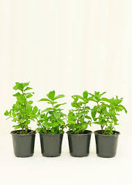 Attēlu rezultāti vaicājumam “Mentha spicata”