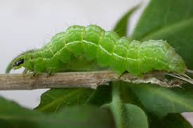 Attēlu rezultāti vaicājumam “Autographa pulchrina”