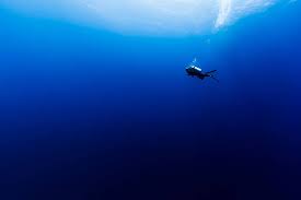 Image result for Deep Blue Diving