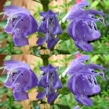 Image result for Dracocephalum moldavicum