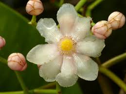 Attēlu rezultāti vaicājumam “Clusiaceae”