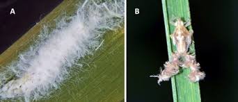 Attēlu rezultāti vaicājumam “Trioza dispar nymph”