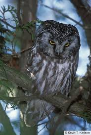 Attēlu rezultāti vaicājumam “Aegolius funereus adult”