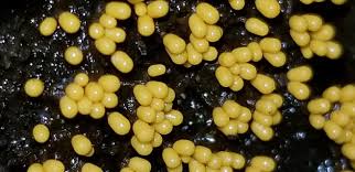 Attēlu rezultāti vaicājumam “Trichia varia young”