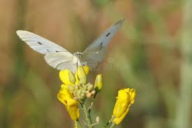 Attēlu rezultāti vaicājumam “Pieris brassicae female”