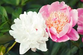 Attēlu rezultāti vaicājumam “Paeonia lactiflora flower”
