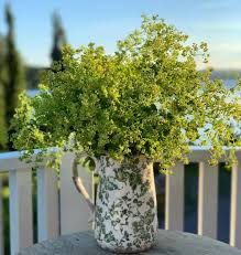 Attēlu rezultāti vaicājumam “Alchemilla subcrenata  flower”