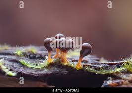 Attēlu rezultāti vaicājumam “Physarum decipiens sessile”