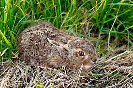 Attēlu rezultāti vaicājumam “Lepus europaeus”