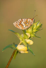Attēlu rezultāti vaicājumam “Melitaea phoebe”