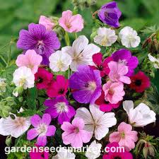 Image result for Storchschnäbel