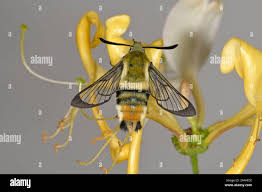 Attēlu rezultāti vaicājumam “Hemaris tityus”