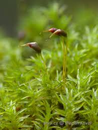 Attēlu rezultāti vaicājumam “Dichodontium pellucidum”