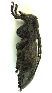 Attēlu rezultāti vaicājumam “Lamia textor”