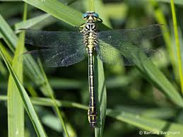 Attēlu rezultāti vaicājumam “Gomphus flavipes”