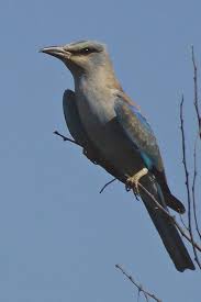 Attēlu rezultāti vaicājumam “Coracias garrulus”