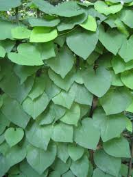 Attēlu rezultāti vaicājumam “Aristolochia durior”