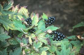 Attēlu rezultāti vaicājumam “Actaea spicata fruit”