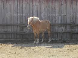 Attēlu rezultāti vaicājumam “Equus ferus caballus”