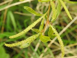 Attēlu rezultāti vaicājumam “Salix daphnoides subsp. acutifolia”