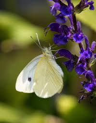 Attēlu rezultāti vaicājumam “Pieris rapae male”