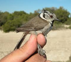 Attēlu rezultāti vaicājumam “Lophophanes cristatus adult”
