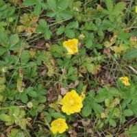 Image result for Rubus sectio