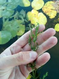 Attēlu rezultāti vaicājumam “Najas tenuissima leaf”