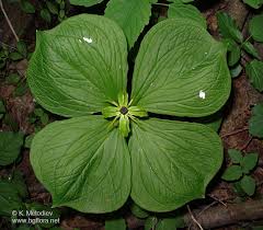 Attēlu rezultāti vaicājumam “Paris quadrifolia leaf”