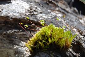 Attēlu rezultāti vaicājumam “Bryum pallescens”