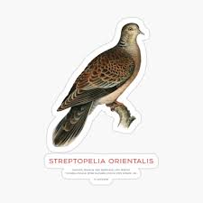 Image result for Streptopelia orientalis