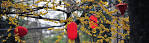 http://www.bizcetasarim.com/wp-content/themes/twentyeleven/images/headers/lanterns.jpg