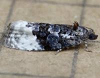 Attēlu rezultāti vaicājumam “Apotomis betuletana”