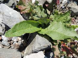 Attēlu rezultāti vaicājumam “Rumex aquaticus bud”