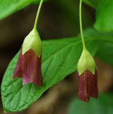 Attēlu rezultāti vaicājumam “Scopolia carniolica flower”