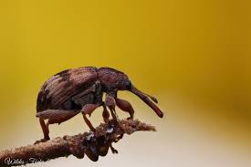 Attēlu rezultāti vaicājumam “Rhynchaenus lonicerae”