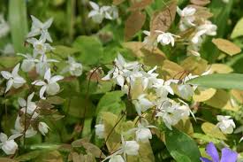 Attēlu rezultāti vaicājumam “Epimedium alpinum  flower”