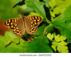 Attēlu rezultāti vaicājumam “Pararge aegeria”