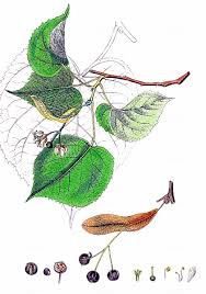 Attēlu rezultāti vaicājumam “Tilia platyphyllos subsp. cordifolia leaf”