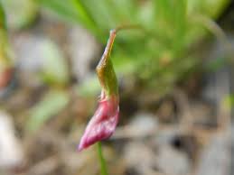 Attēlu rezultāti vaicājumam “Lathyrus sylvestris bud”