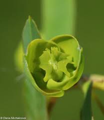 Attēlu rezultāti vaicājumam “Euphorbia virgata flower”